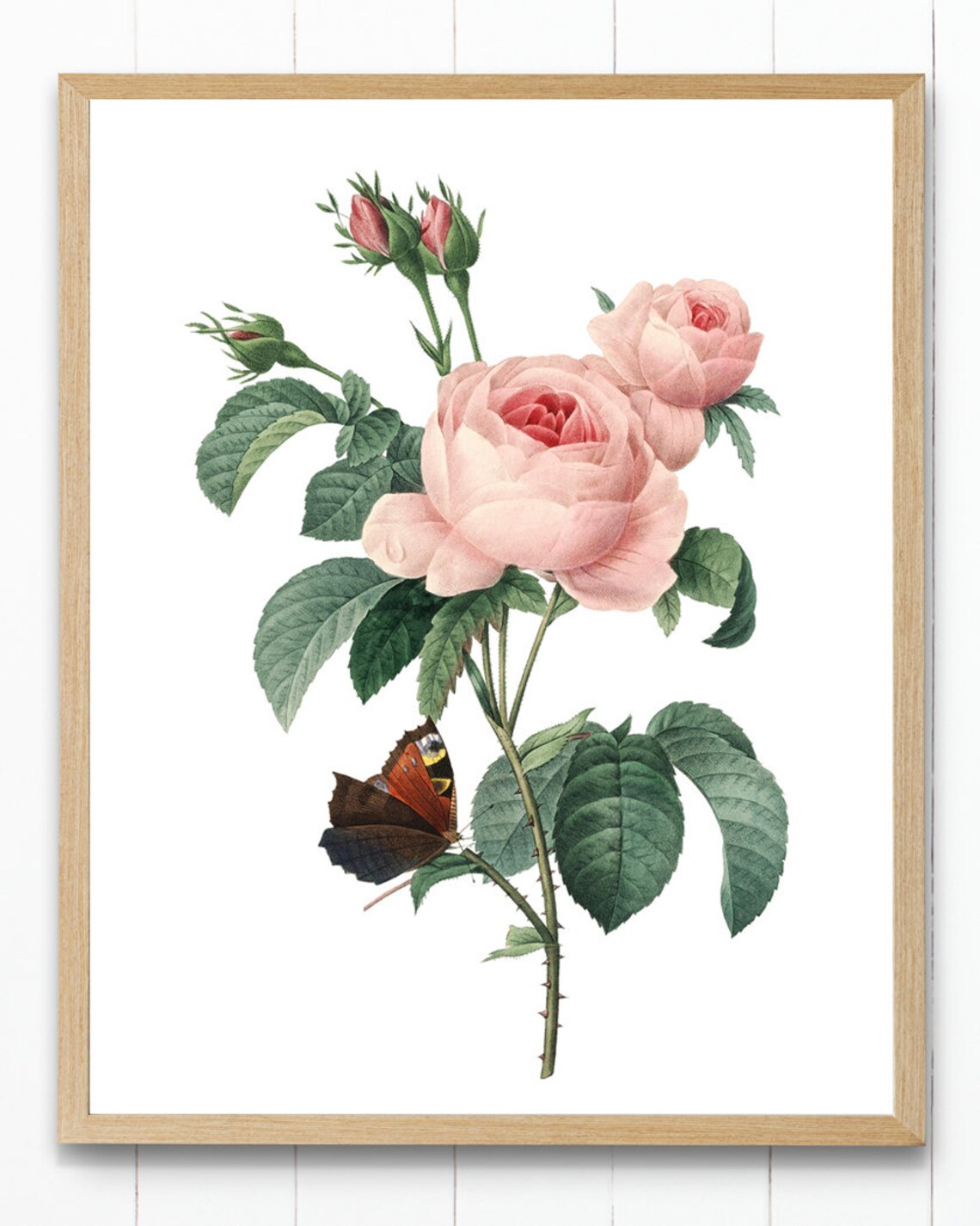 Pink Roses and Butterfly Redoute Style Vintage Botanical Poster - Image 4