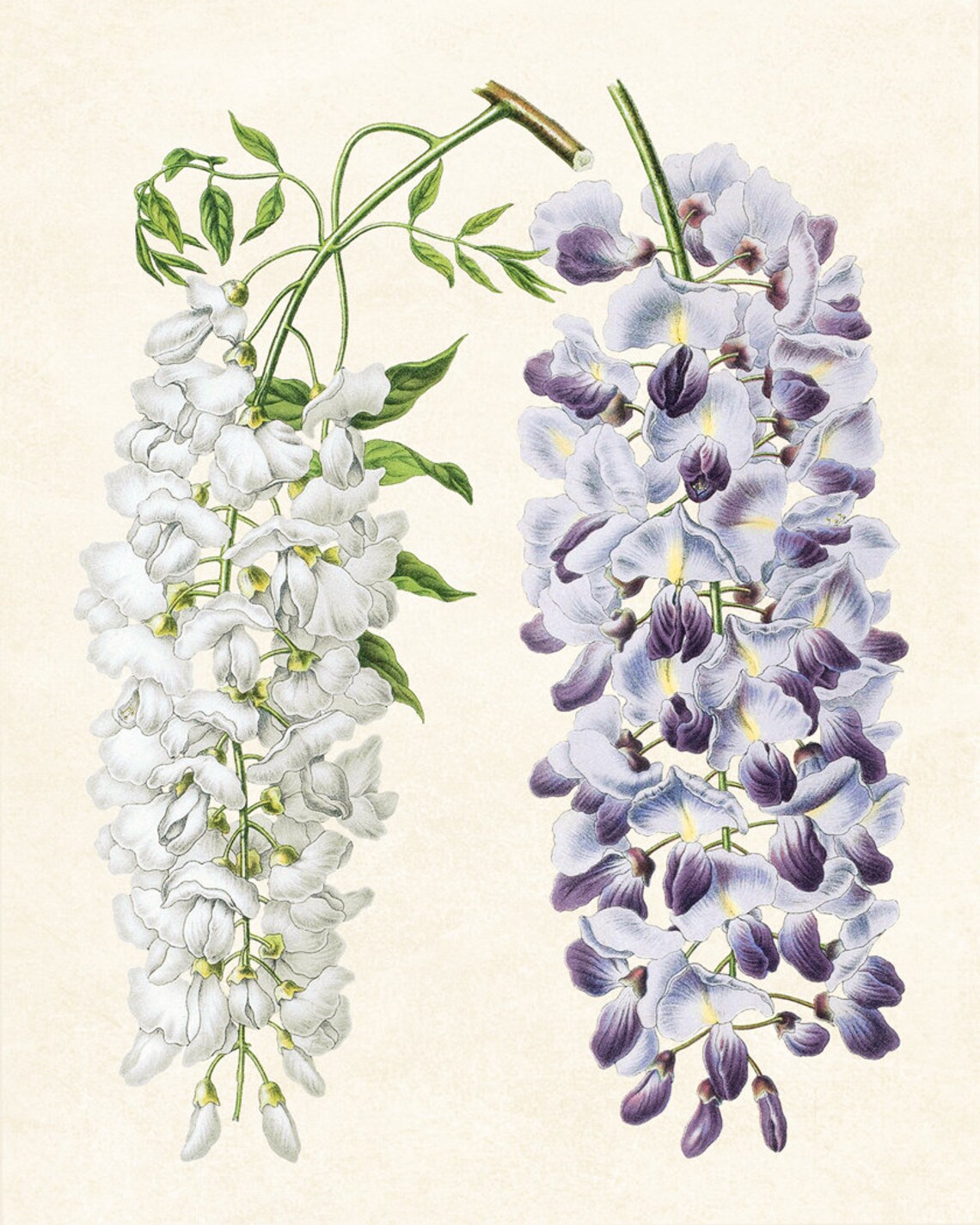 White And Purple Wisteria Vintage Botanical Floral Illustration Poster - Image 3