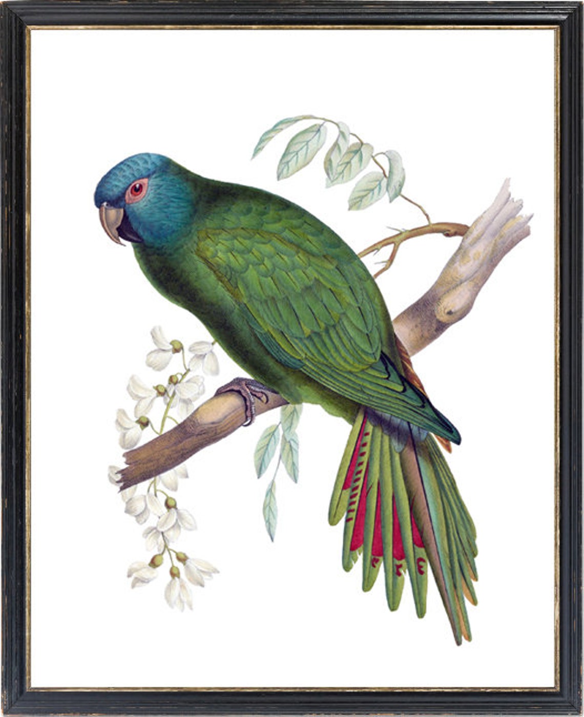 Vintage Blue Headed Parrot Antique Bird Illustration Art Poster - Image 3