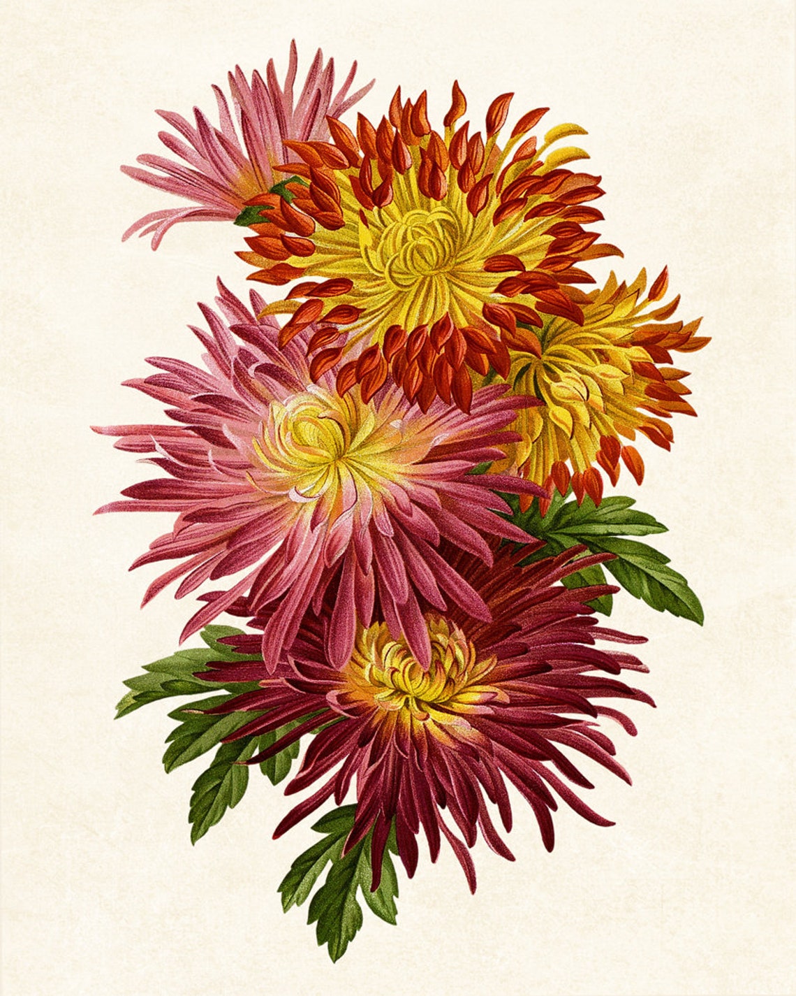 Red Pink and Yellow Chrysanthemums Vintage Botanical Flower Poster - Image 4