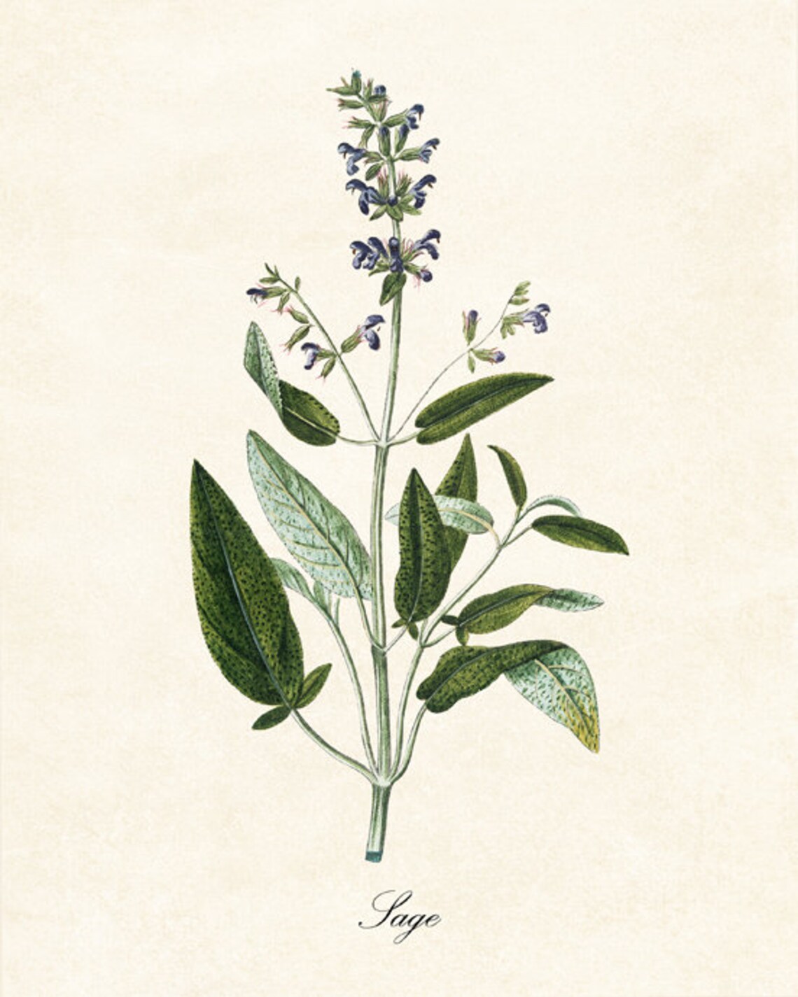Sage Herb Antique Illustration Kitchen Botanical Art Print - Image 2