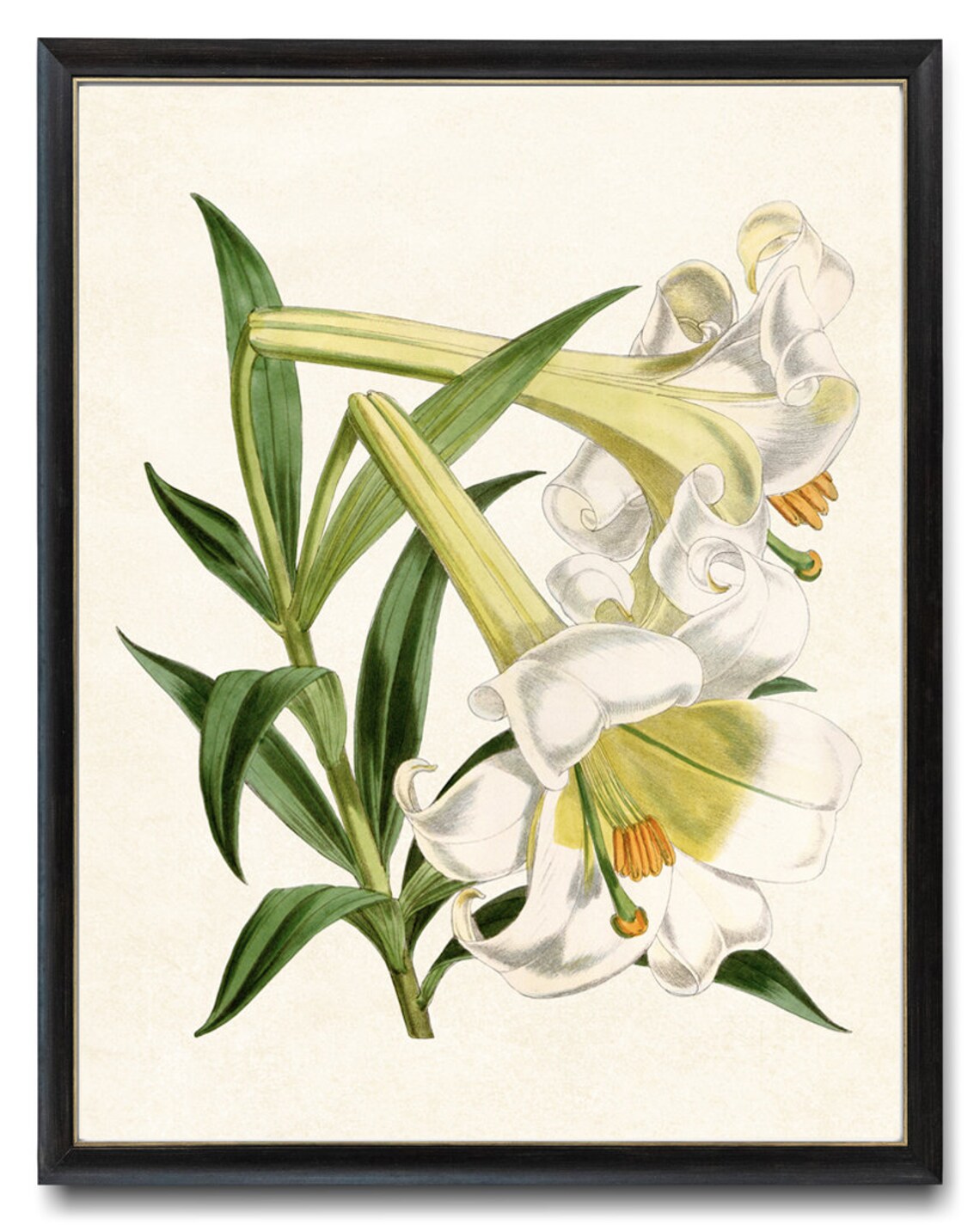 Easter Lily White Flowers Vintage Botanical Illustration Poster Spring Decor - Image 2