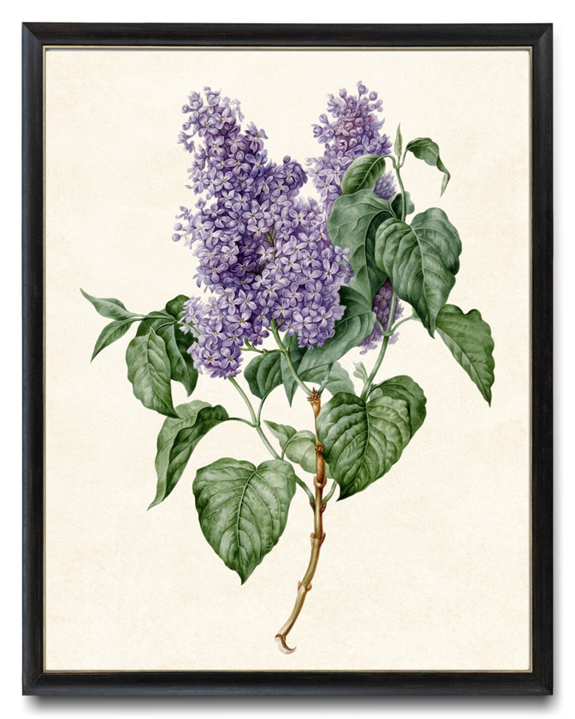 Vintage Lilac Branch Botanical Flower Art Print