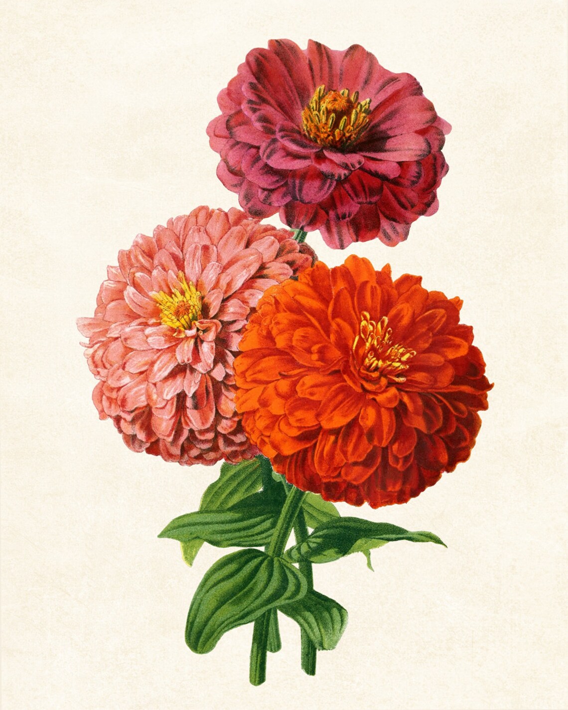 Pink and Red Zinnias Vintage Floral Art Print - Image 3
