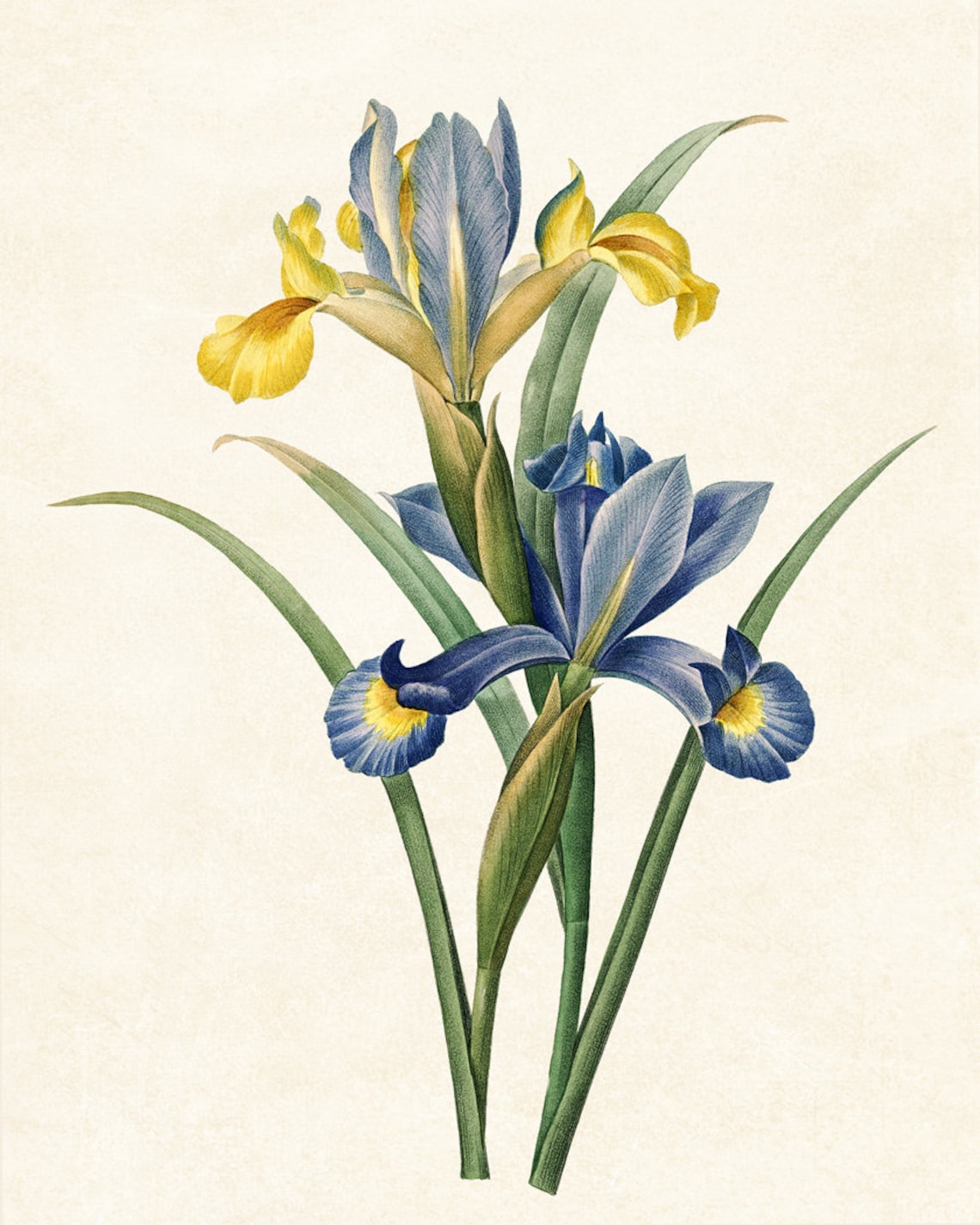 Iris Flowers, Vintage Botanical Art Print - Image 3
