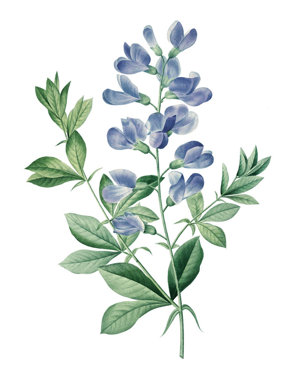 Blue Wild Indigo Flowers Antique Botanical Illustration Poster - Image 2