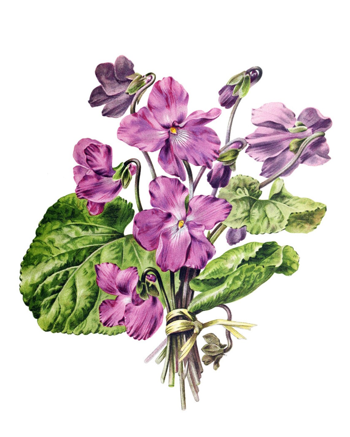 Purple Violet Blossom Bouquet Vintage Floral Botanical Art Poster - Image 2