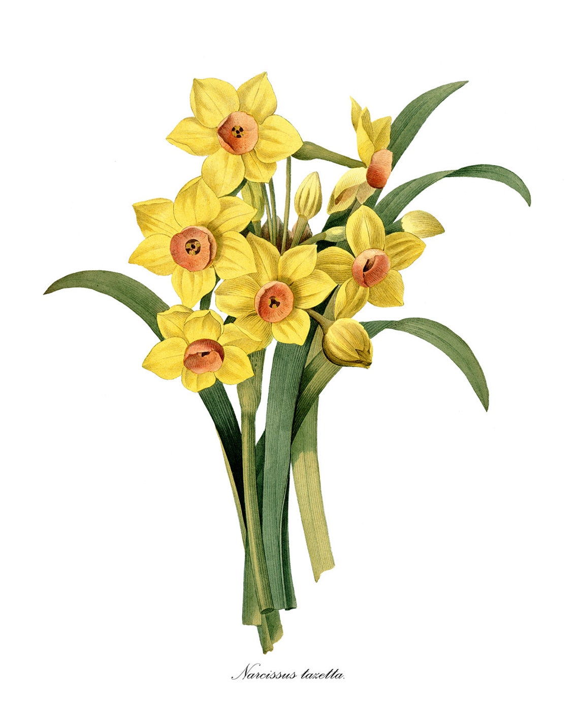 Yellow Daffodil Narcissus Tazetta Spring Flower Bouquet Poster - Image 3