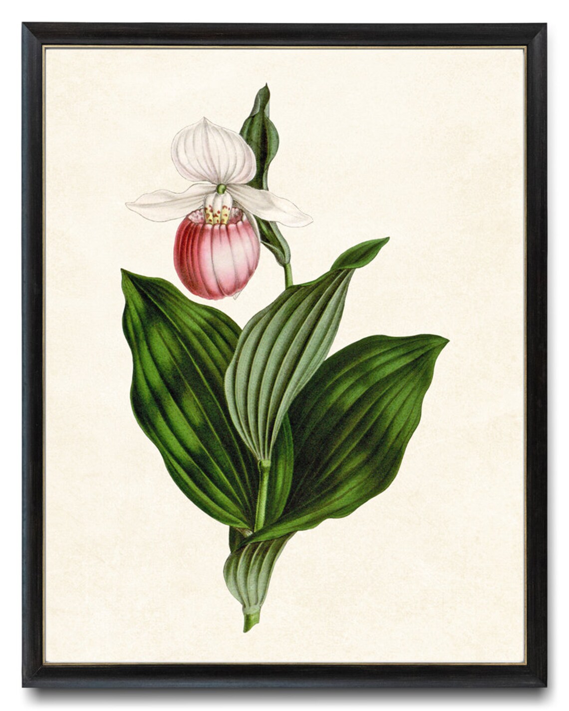 Pink and White Lady's Slipper Orchid Vintage Art Print