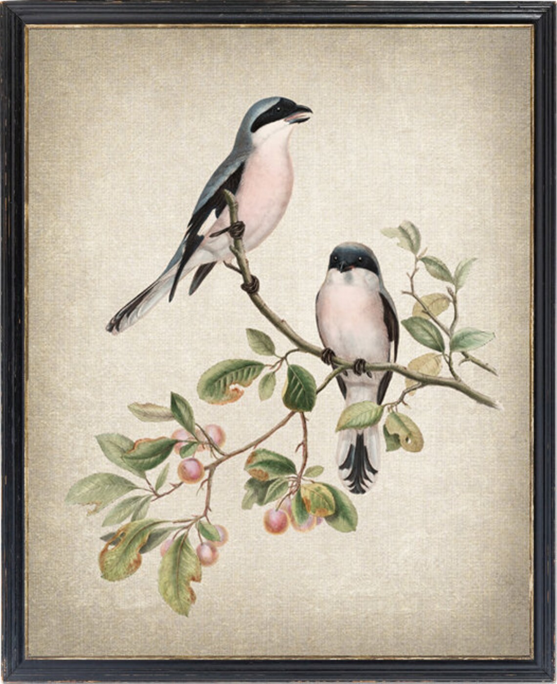 Rose-Breasted Shrike Antique Illustration Art Print
