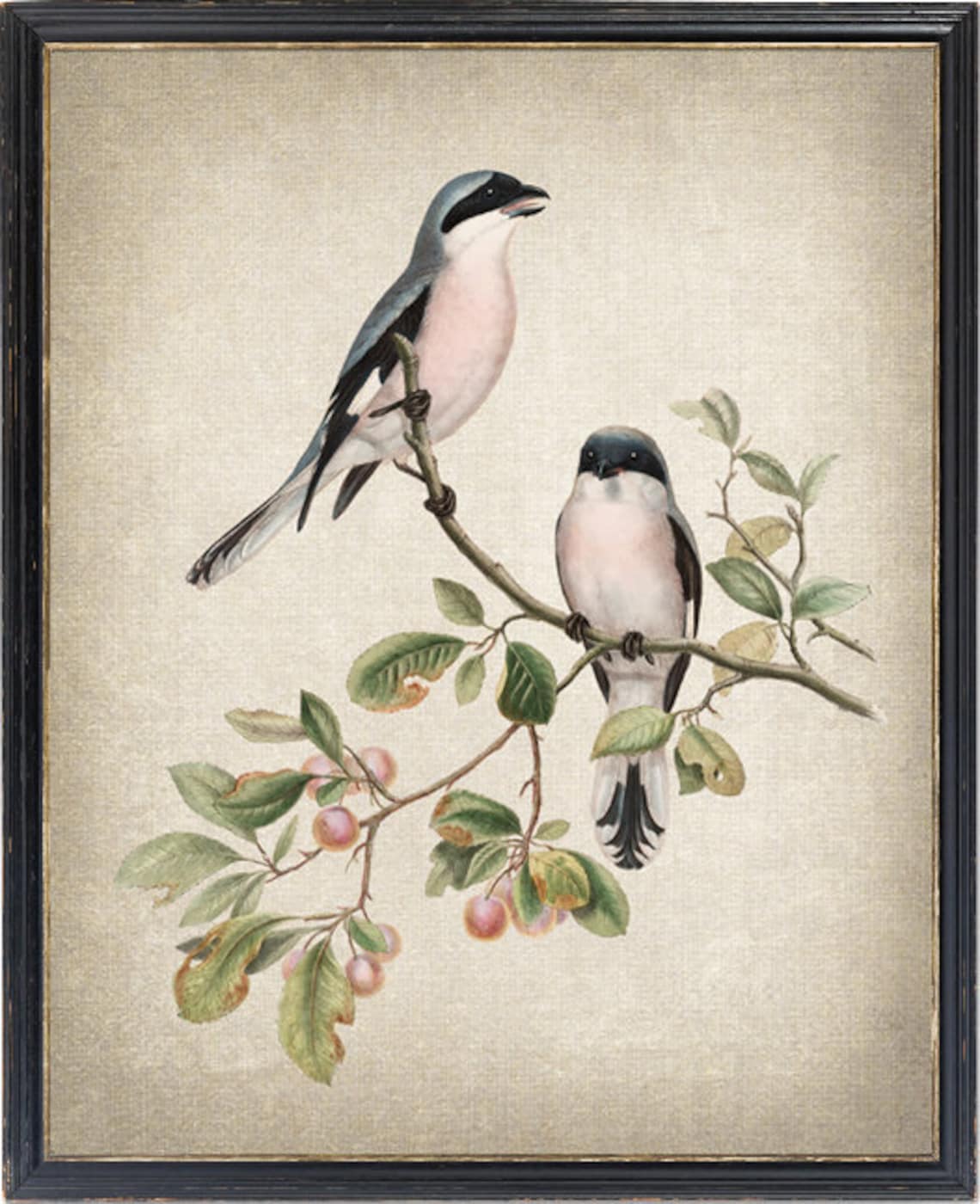 Two Songbirds On Berry Branch Vintage Antique Bird Illustration Poster