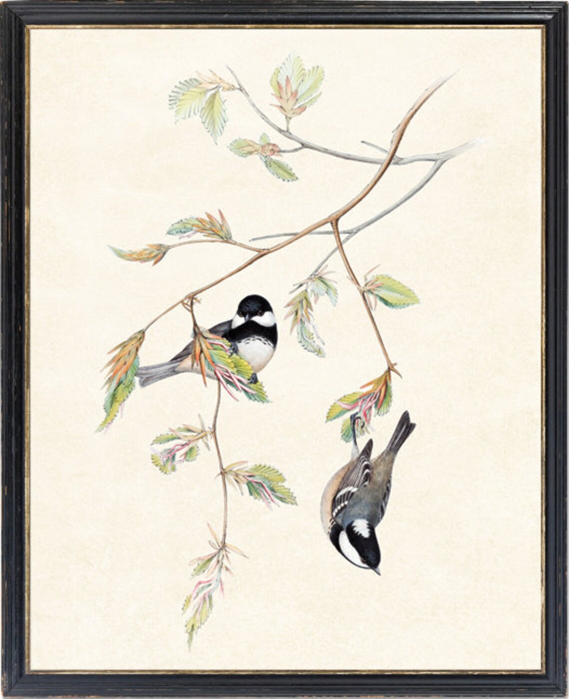 Bird and Botanical Coal Tit Vintage Illustration Art Print - Image 4