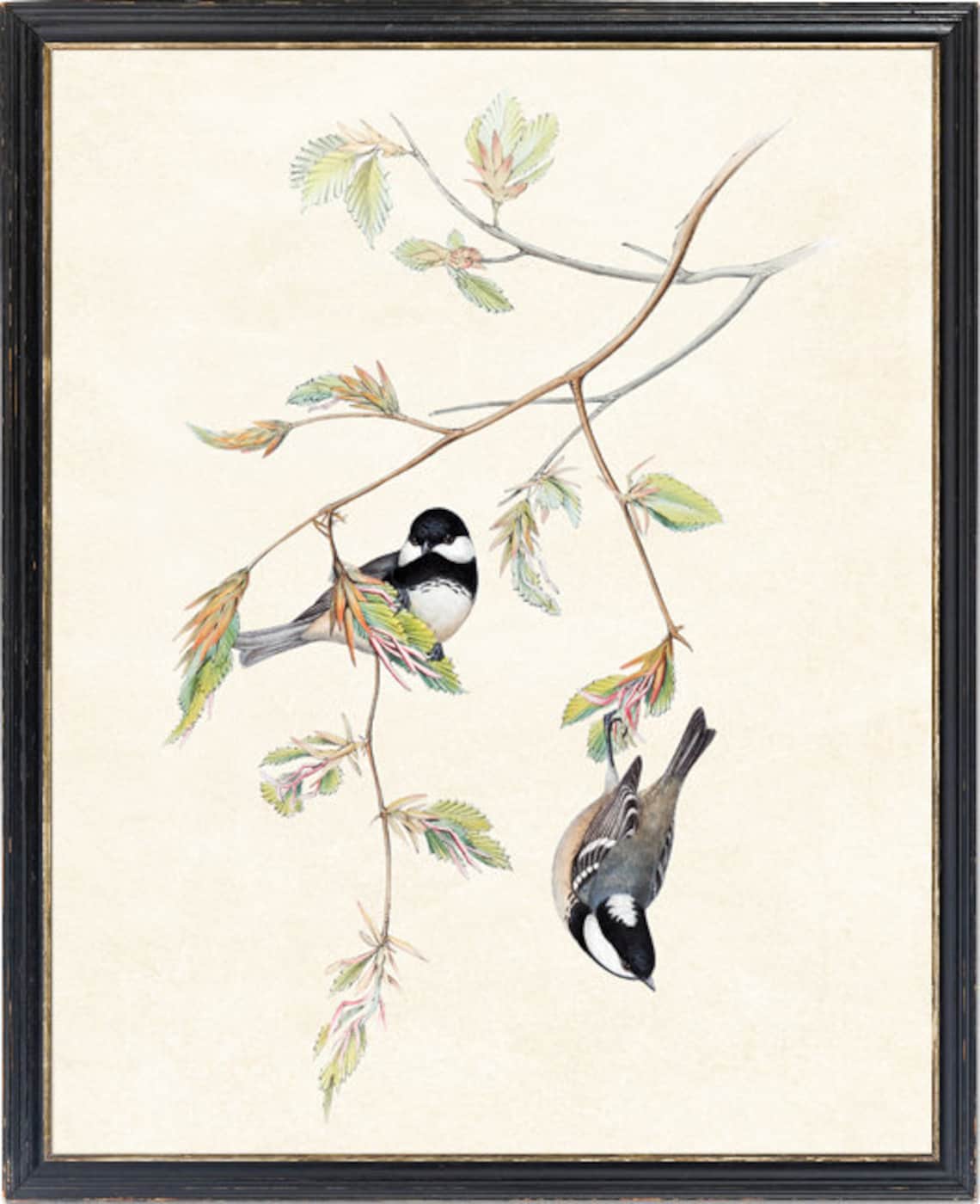 Black Capped Chickadee Pair on Leafy Branch Vintage Illustration Print - Image 4