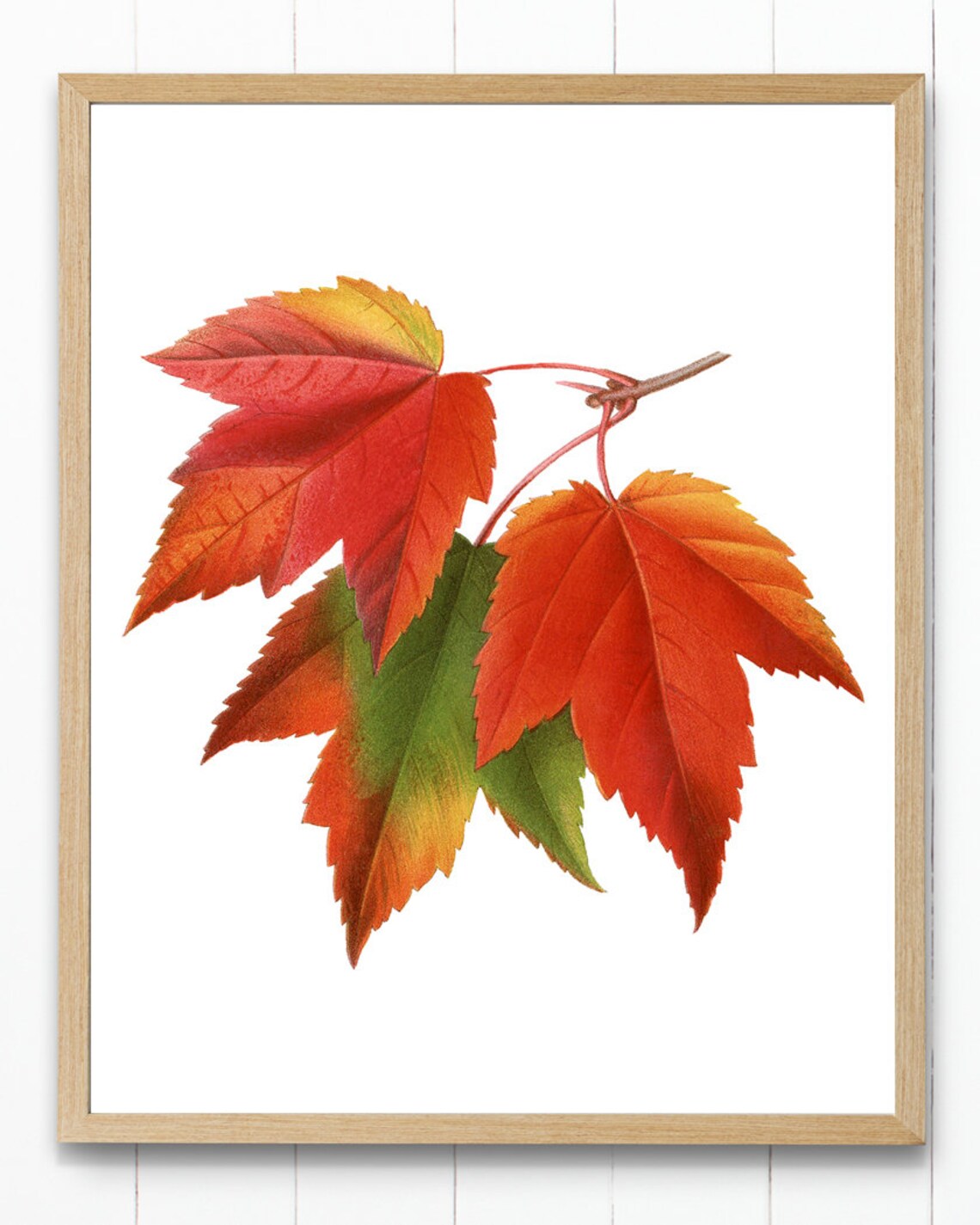 Red Maple Leaves Vintage Illustration Art Print - Image 3