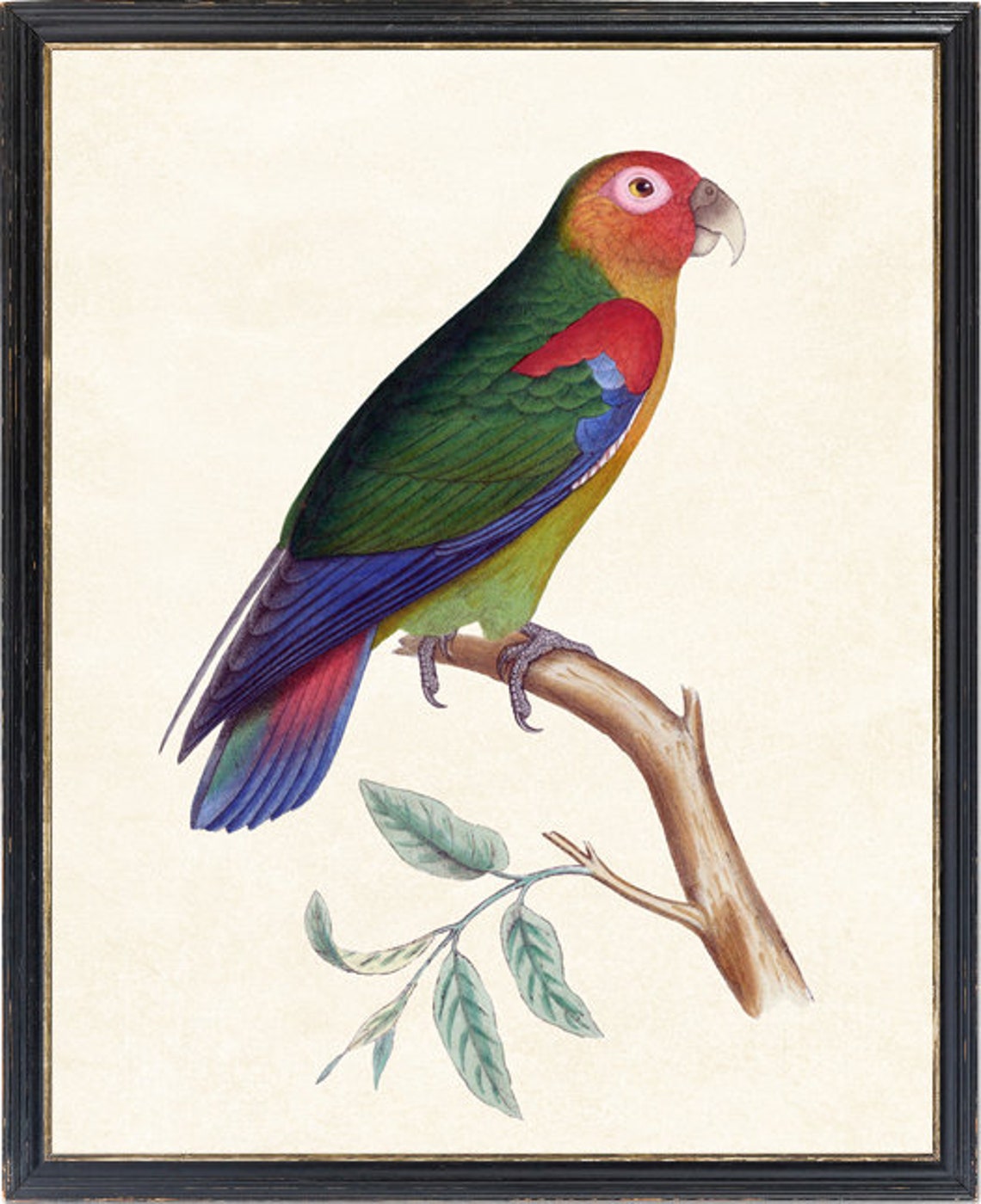 Rusty Faced Parrot Vintage Tropical Bird Illustration Art Poster - Image 2