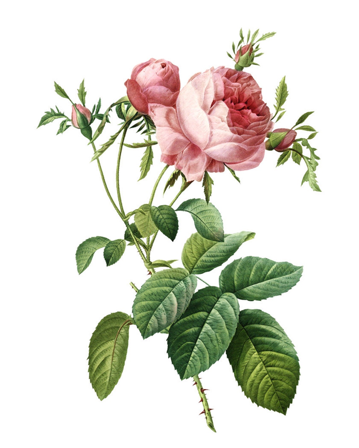 Pink Cabbage Rose and Buds Vintage Botanical Illustration Poster - Image 2