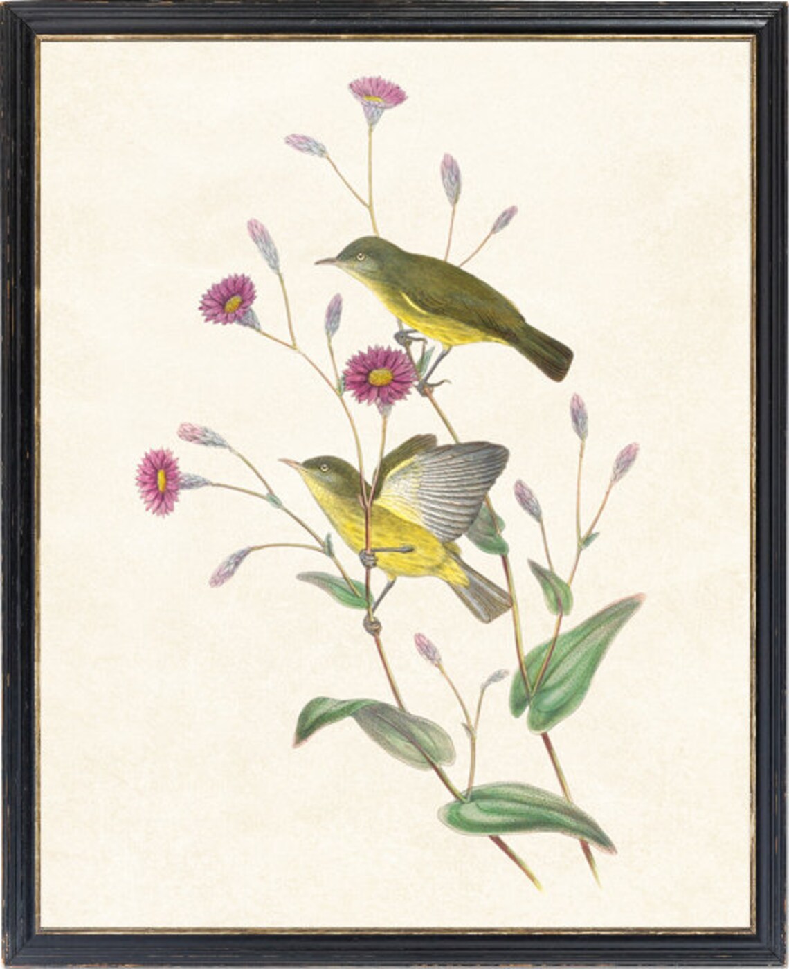 Silky Plumed Honey Eater Bird Vintage Illustration Art Print - Image 4