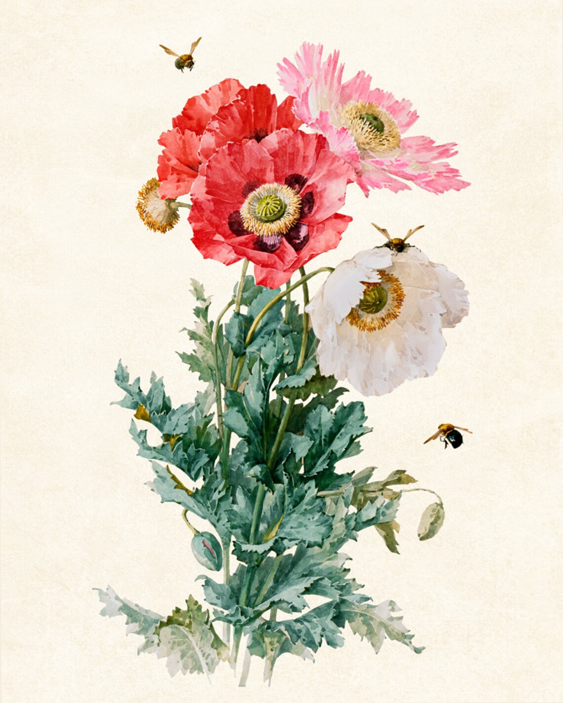 Poppies and Bees, Vintage Illustration Art Print - Image 3