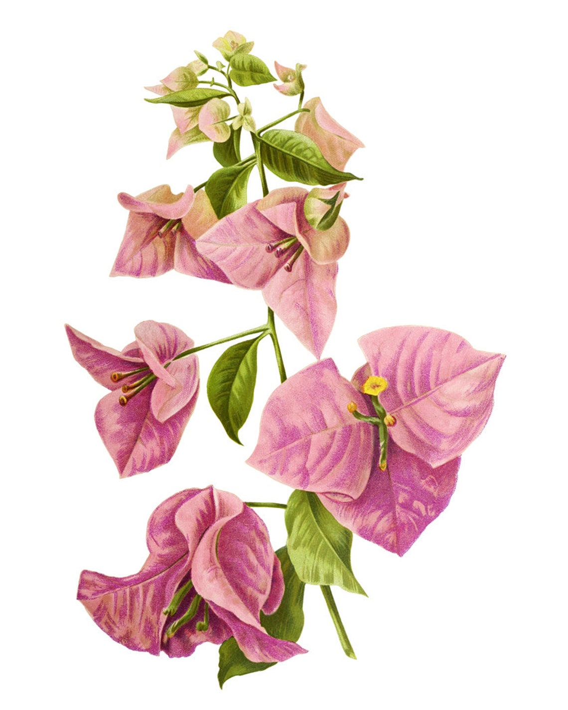 Pink Bougainvillea Flowers Vintage Botanical Illustration Poster - Image 2