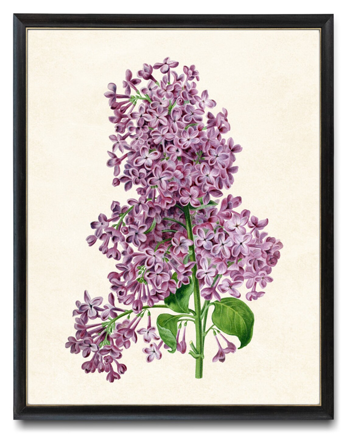 Lilacs Vintage Flower Illustration Art Print