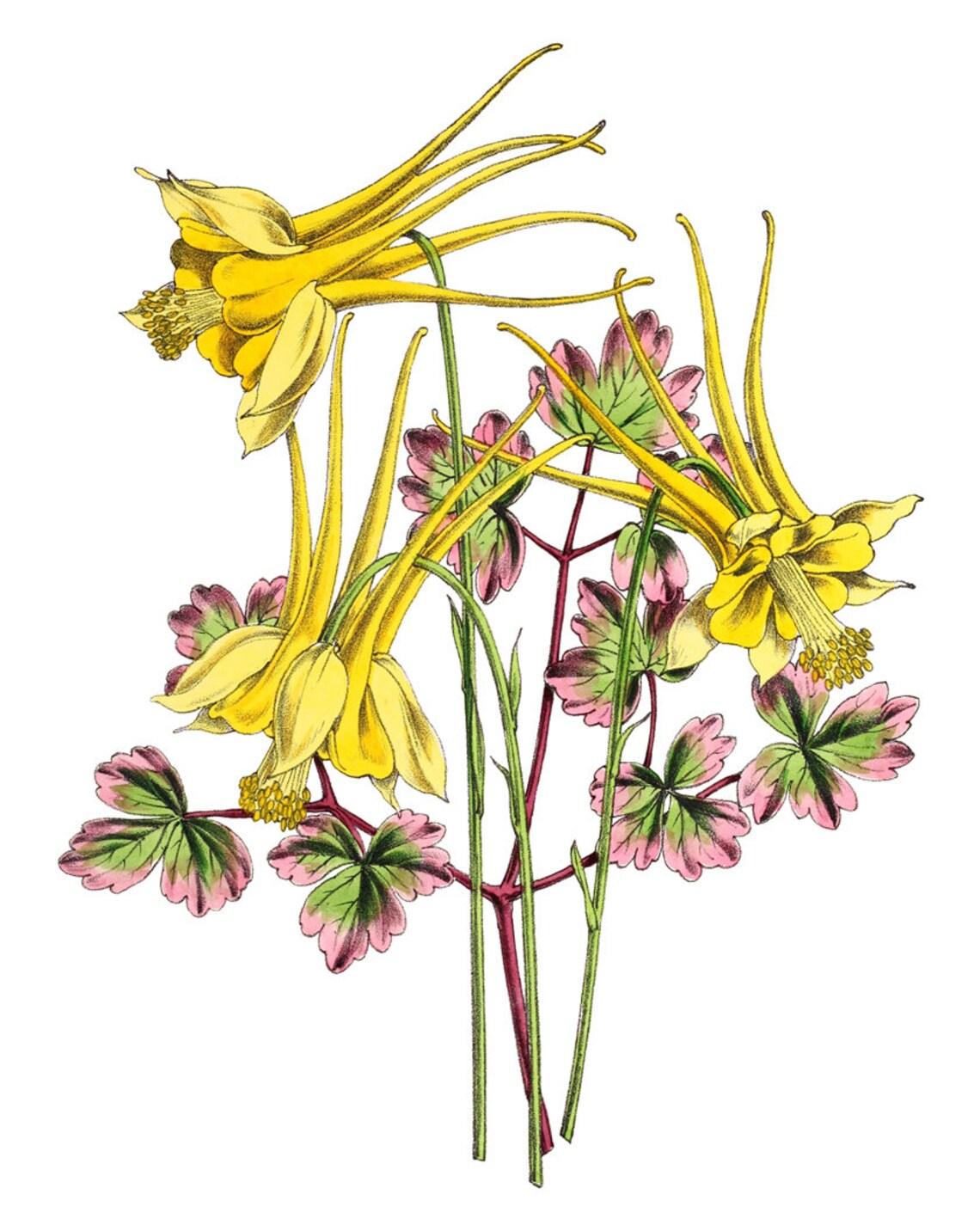 Yellow Columbine Flowers Vintage Botanical Art Print - Image 2