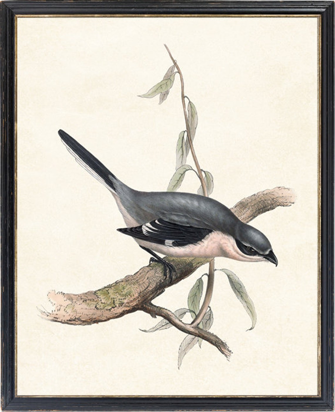Grey Shrike Perched on Branch Vintage Bird Illustration Print - Image 4