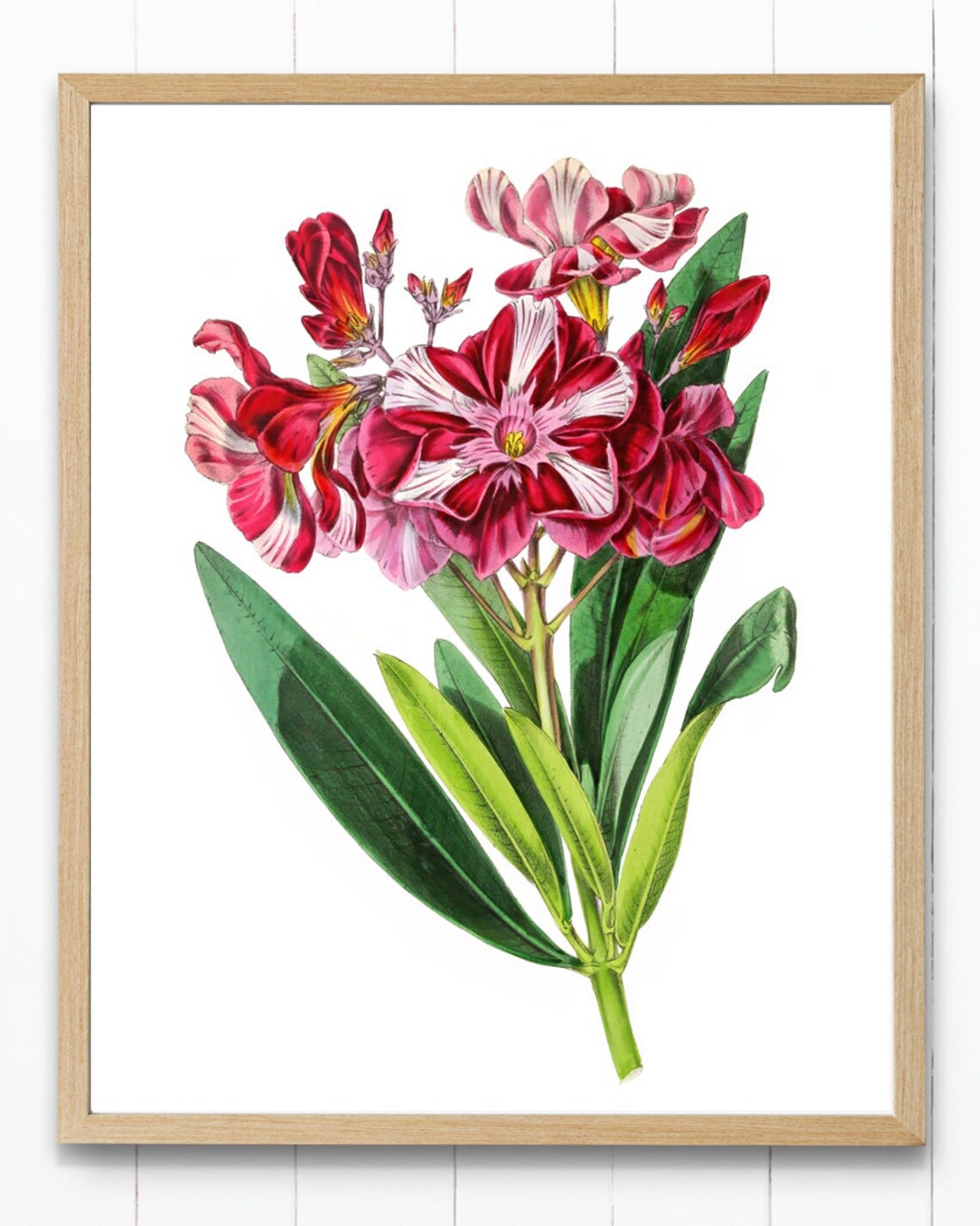Striped Oleander Vintage Botanical Art Print - Image 2