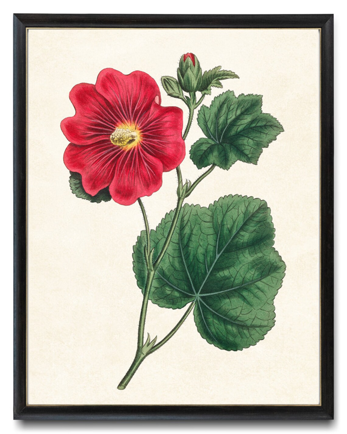 Red Hollyhock Flower Vintage Botanical Garden Illustration Poster