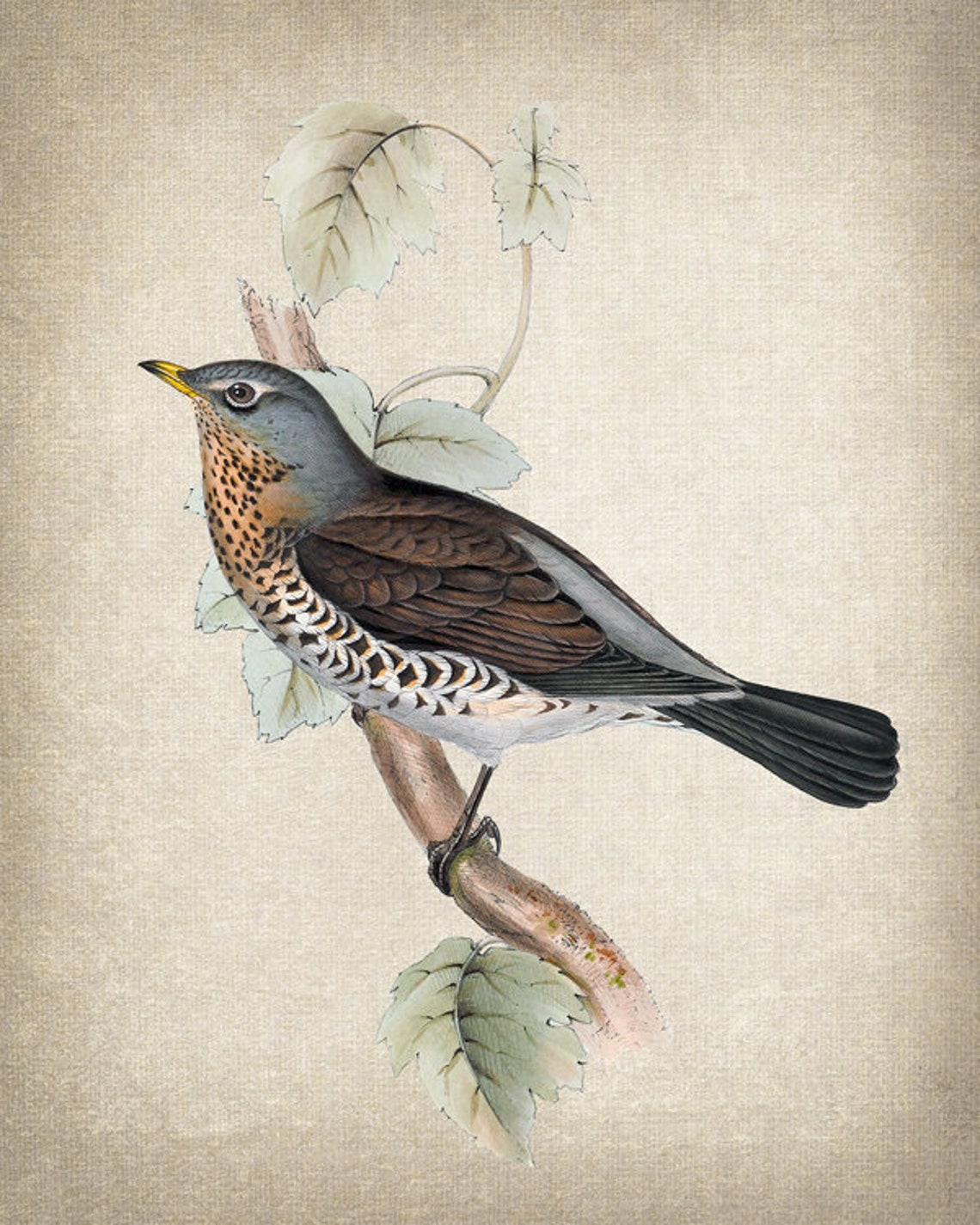 Vintage Fieldfare Thrush Illustration Antique Bird Naturalist Poster - Image 2