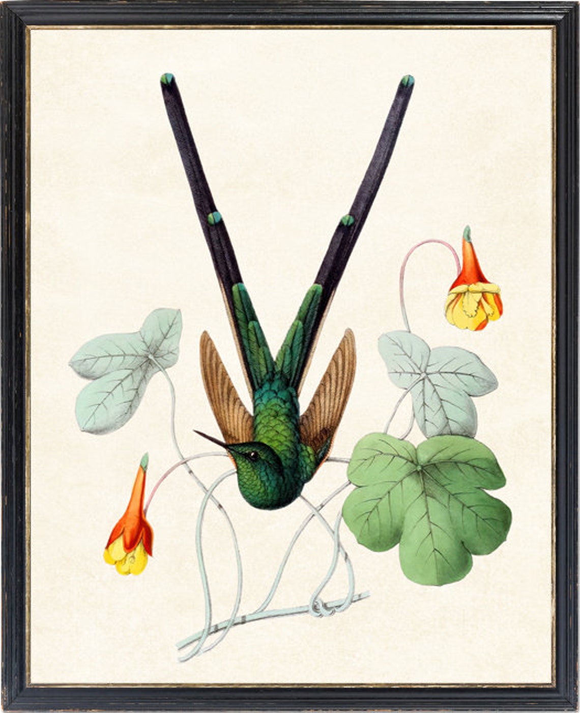Long Tailed Hummingbird Vintage Bird Illustration Art Poster - Image 2