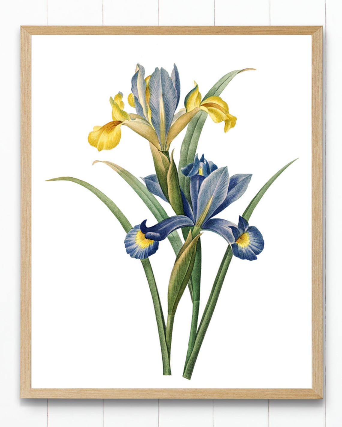 Blue and Gold Irises Vintage Botanical Art Print - Image 2