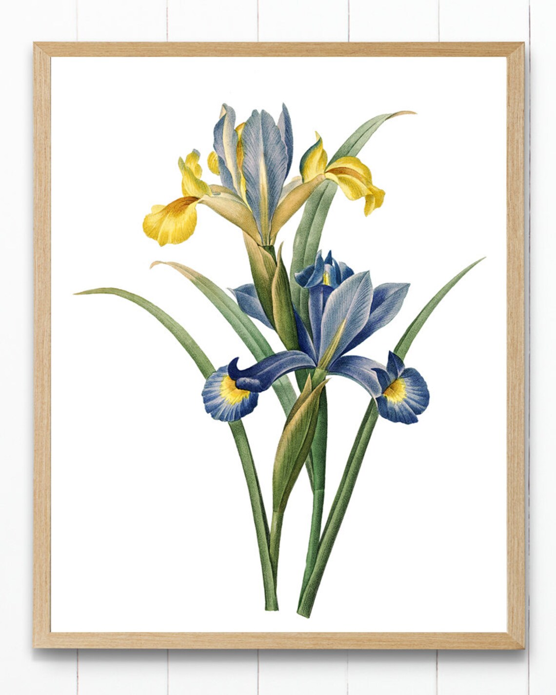 Iris Flowers, Vintage Botanical Art Print - Image 4