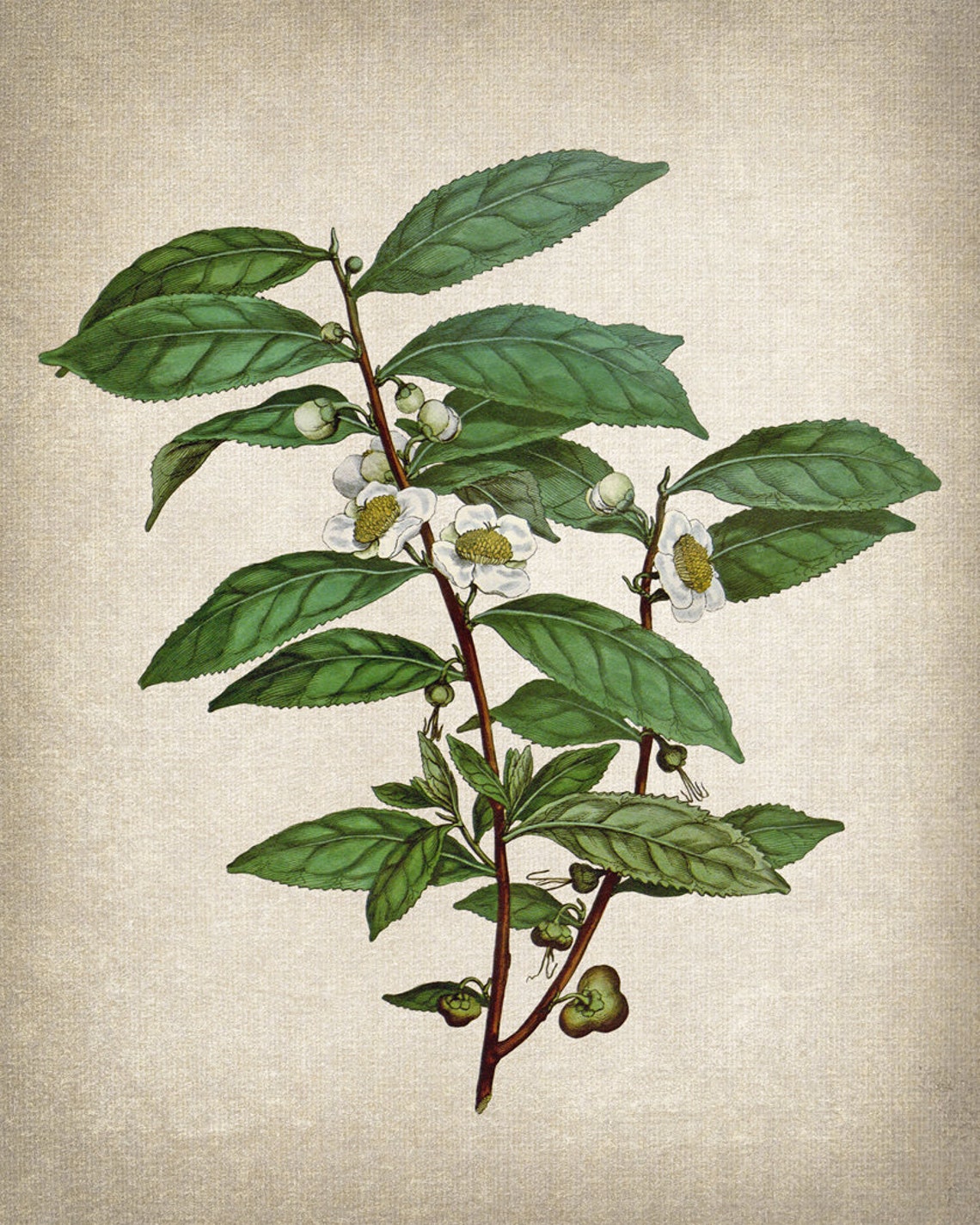 Vintage Camellia Sinensis Tea Plant Botanical Illustration Poster - Image 2