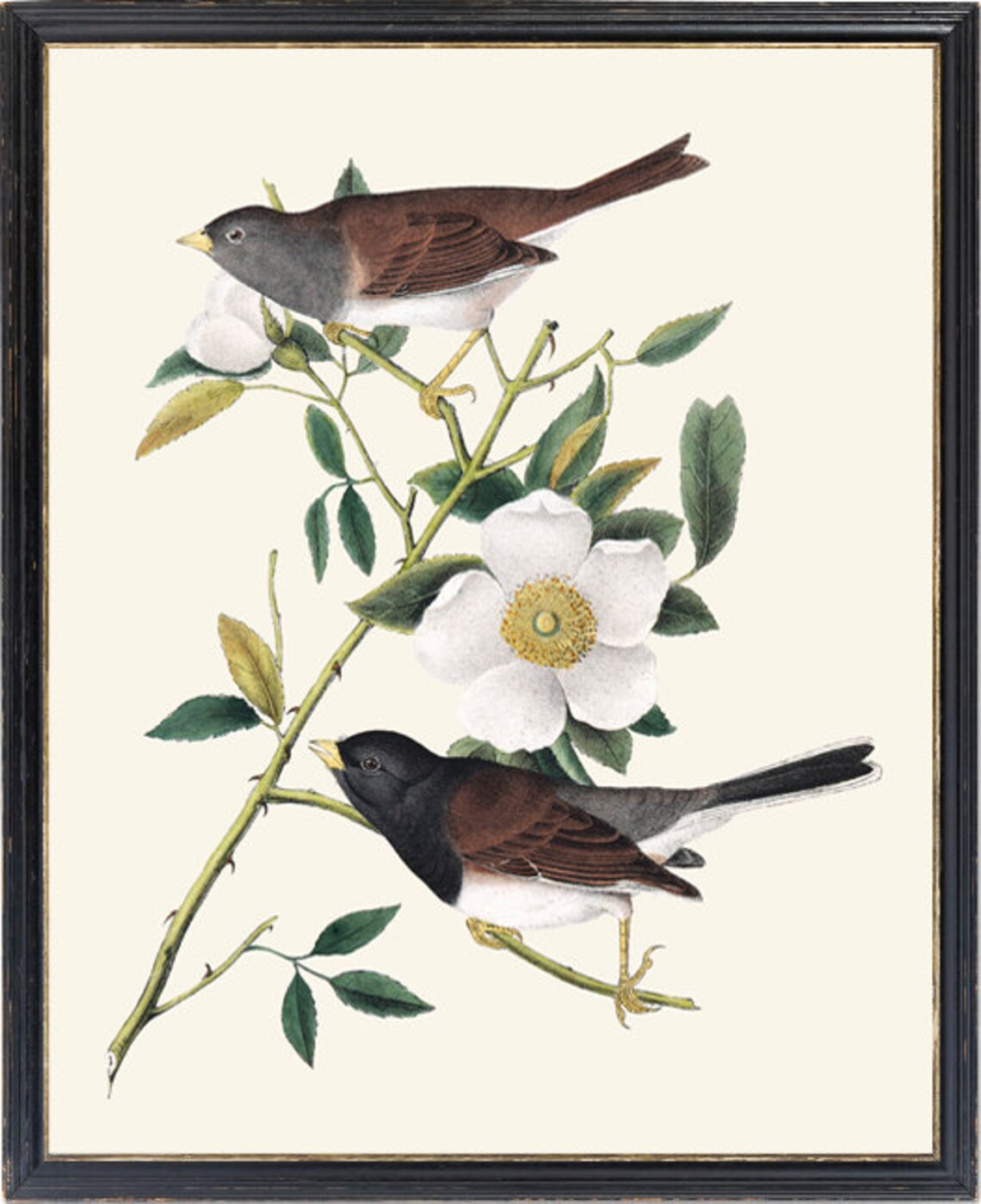 Audubon Bird Art Oregon Snow Birds Vintage Art Print - Image 4