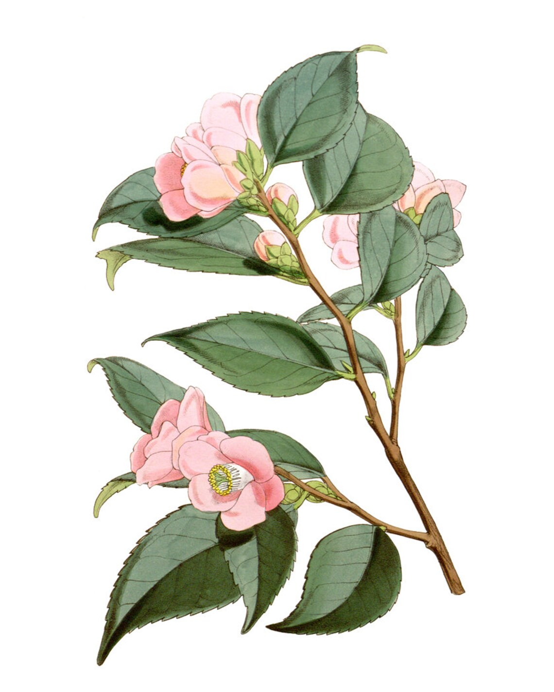Pink Camellia Blossoms Classic Vintage Botanical Flower Poster - Image 2