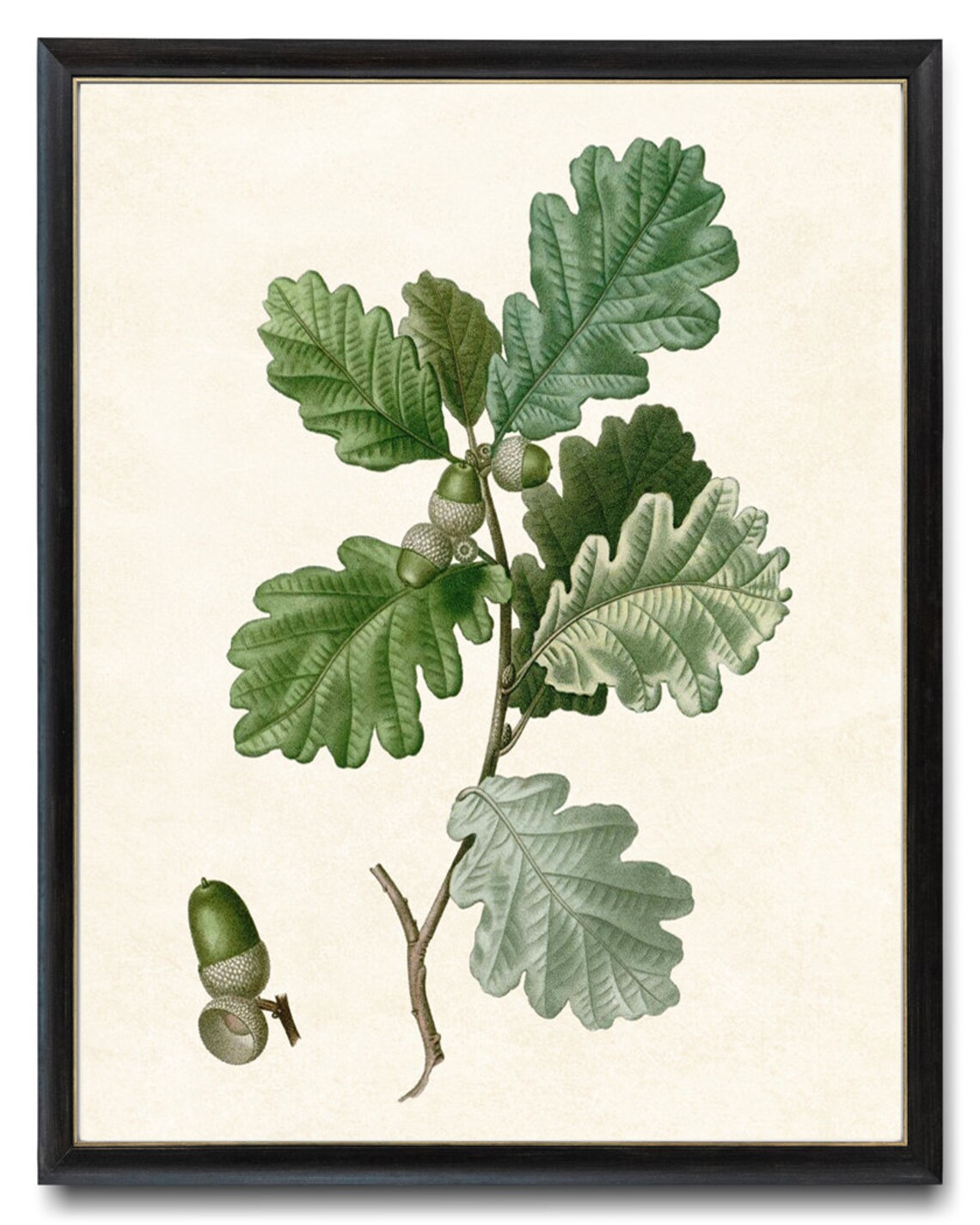 English Oak Acorn Leaves Antique Botanical Illustration Print - Image 4