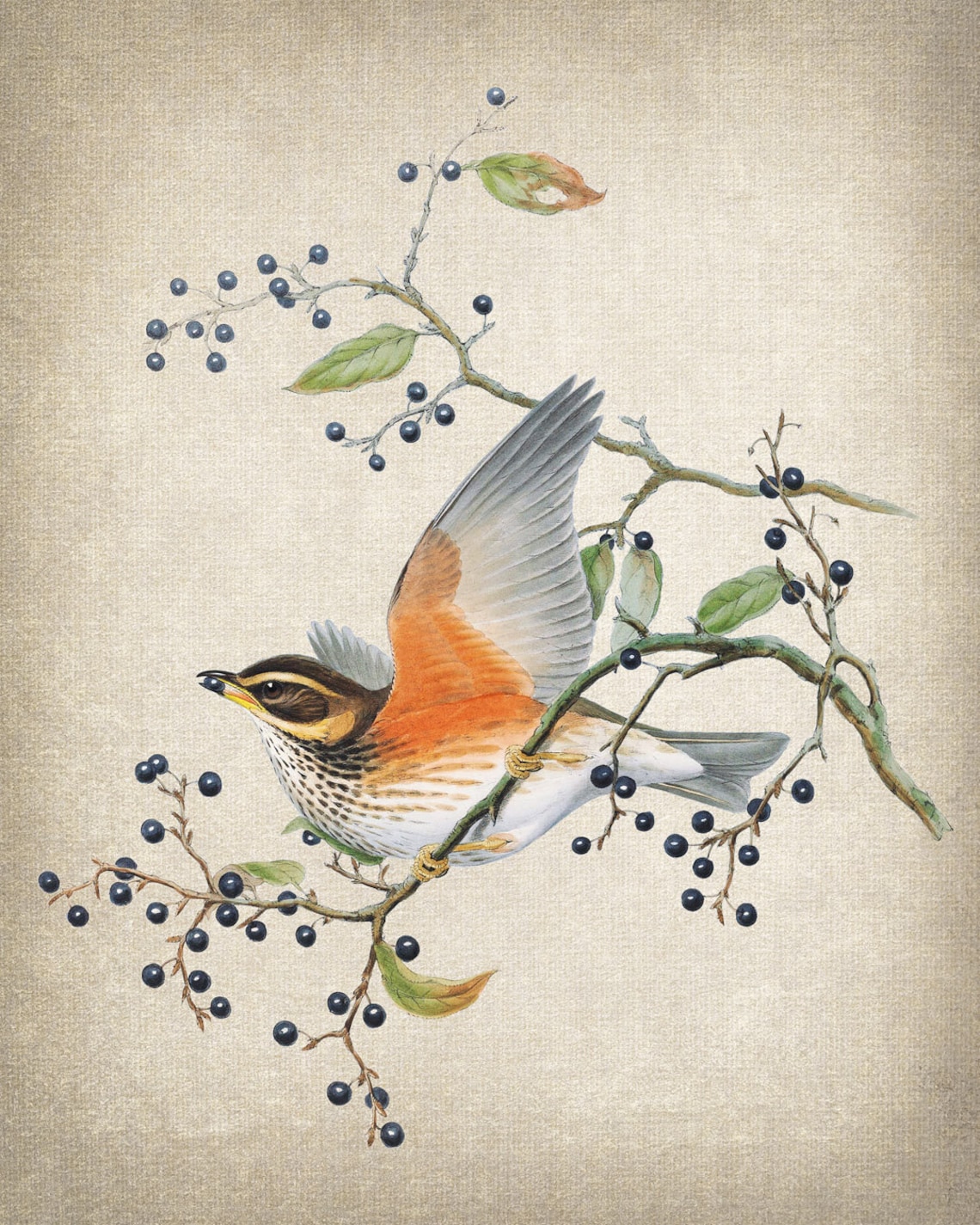 Redwing Thrush Berries Vintage Bird Illustration Antique Art Print - Image 2