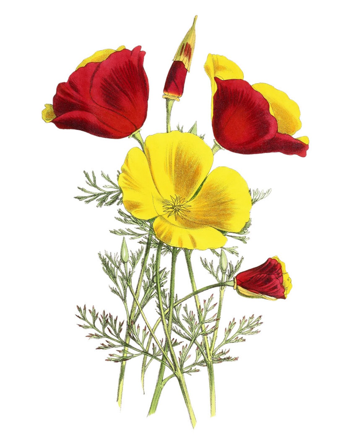 Mandarin California Poppies Vintage Flower Art Print - Image 2