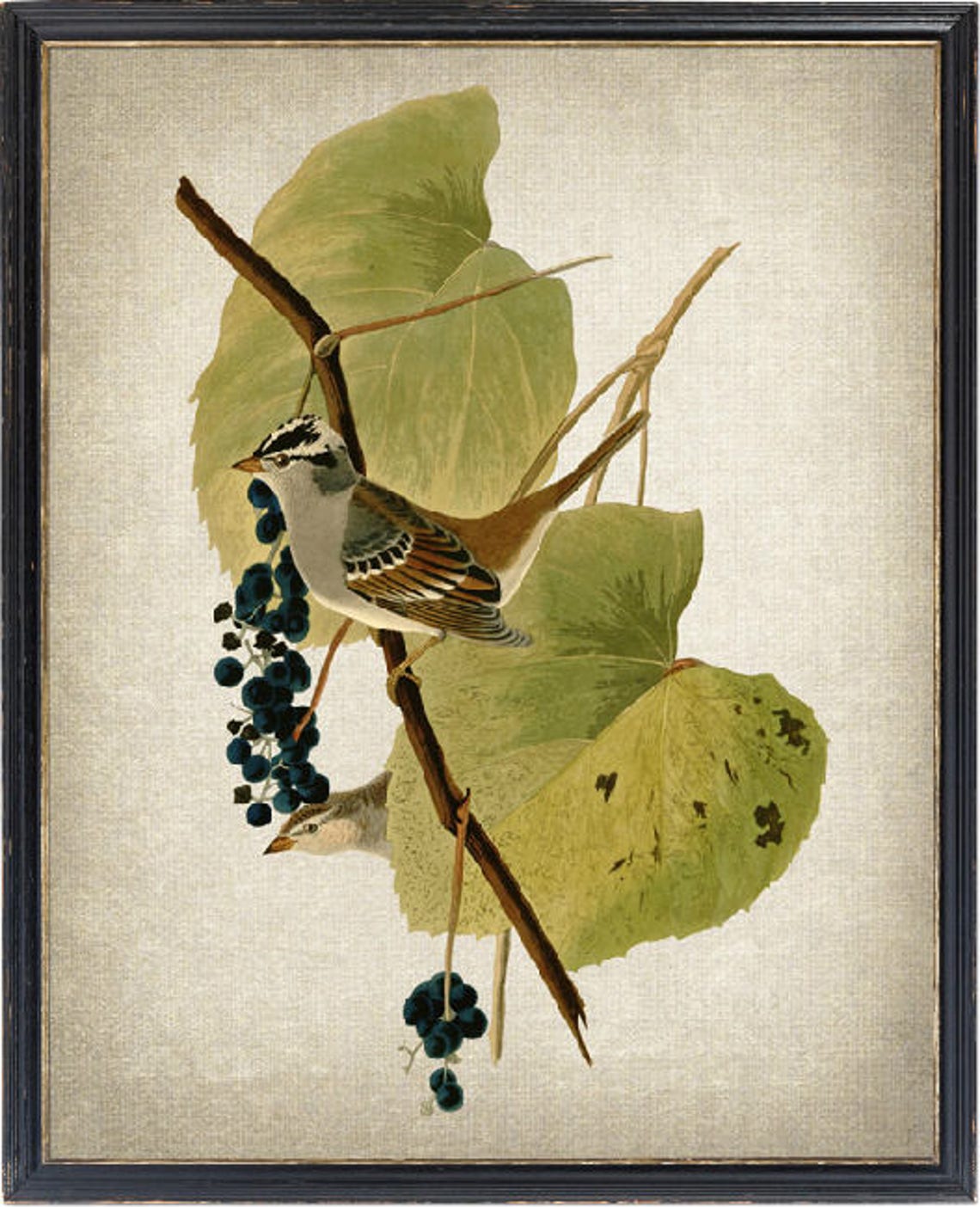 White Crowned Sparrow Vintage Botanical Bird Illustration Poster