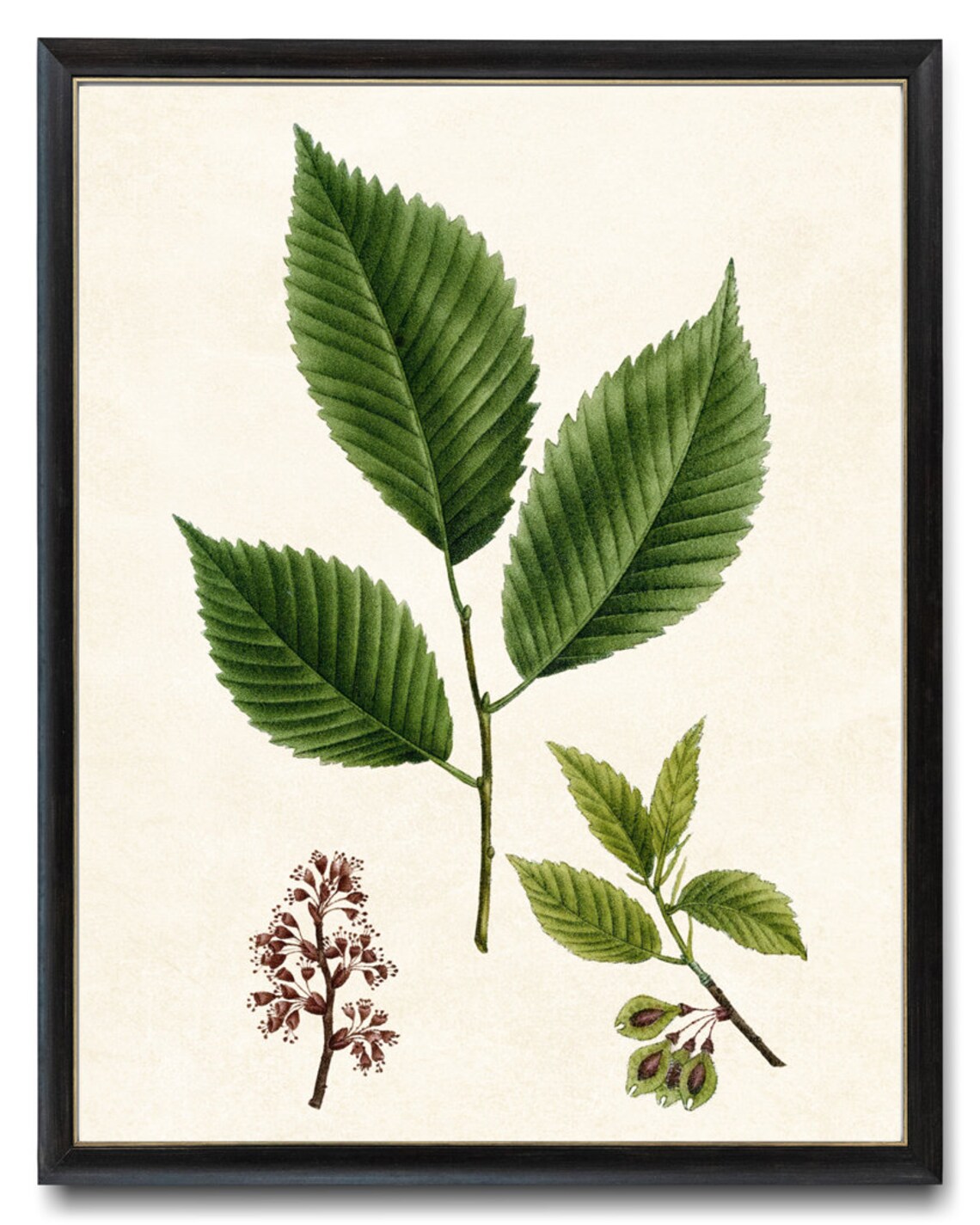 White Elm Leaves Flowers Seeds Vintage Botanical Illustration Print - Image 4