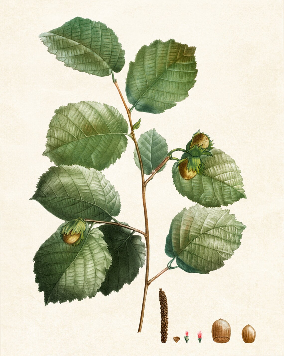 Hazelnut Tree Branch Vintage Botanical Art Print - Image 2