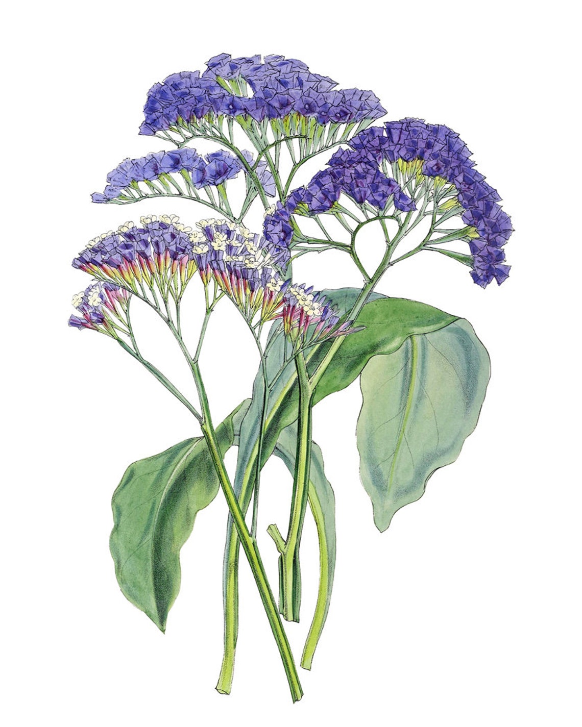 Purple Sea Lavender Wildflowers Vintage Botanical Illustration Poster - Image 2
