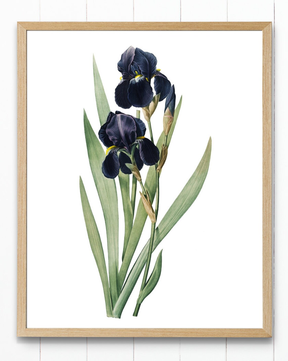 Dark Blue Iris Antique Flower Illustration, Art Print - Image 4