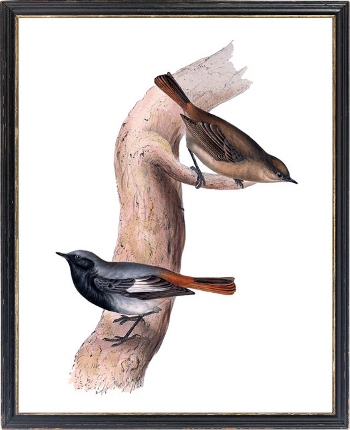 Vintage Black Redstart Pair Antique Bird Illustration Poster - Image 3