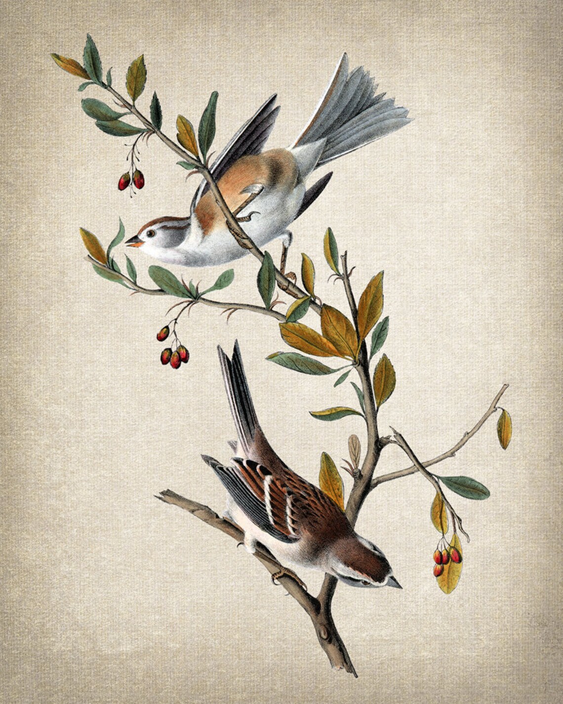 Vintage Bird Illustration, Canada Bunting Bird Print - Image 2