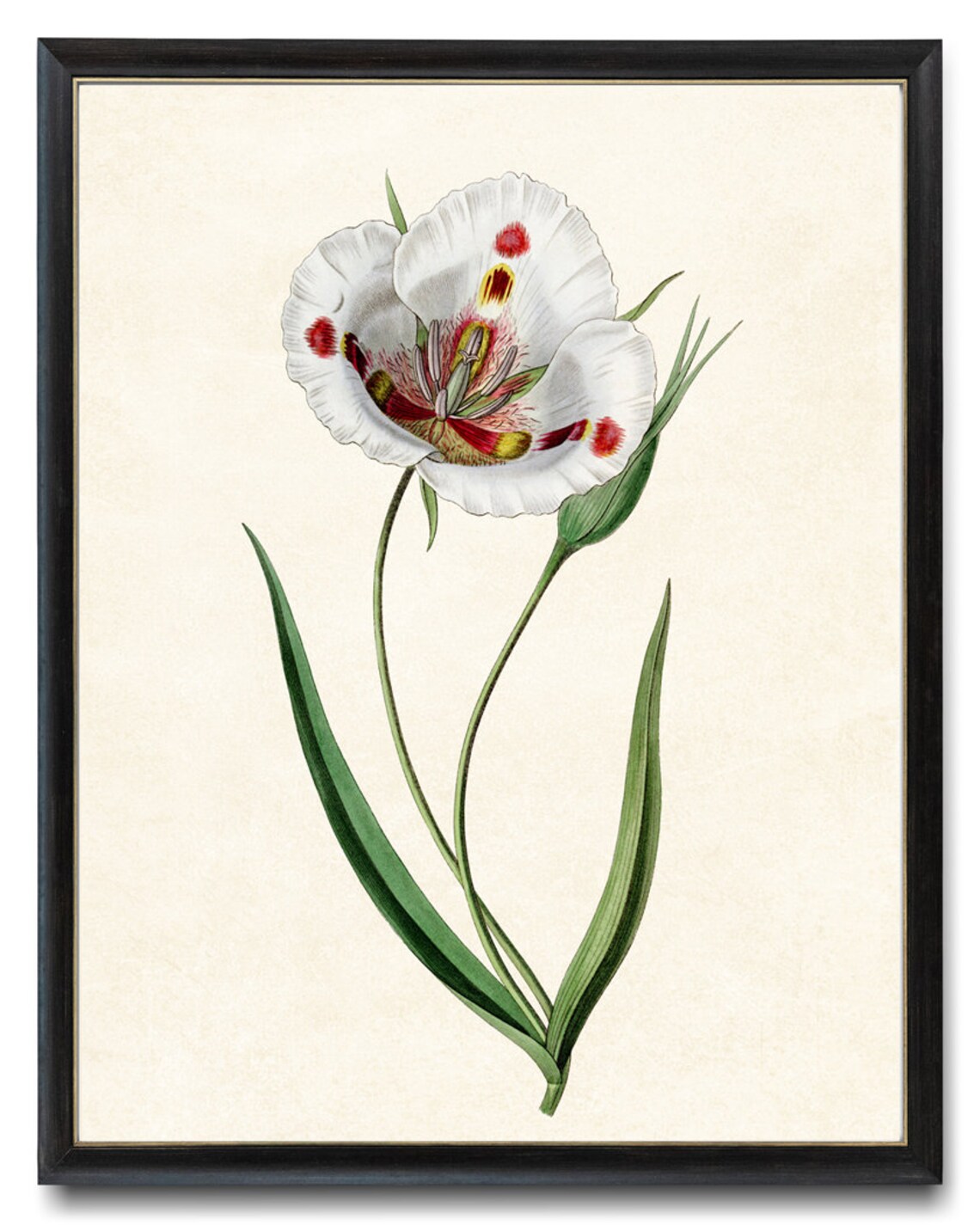 Mariposa Lily White Flower Vintage Botanical Illustration Poster