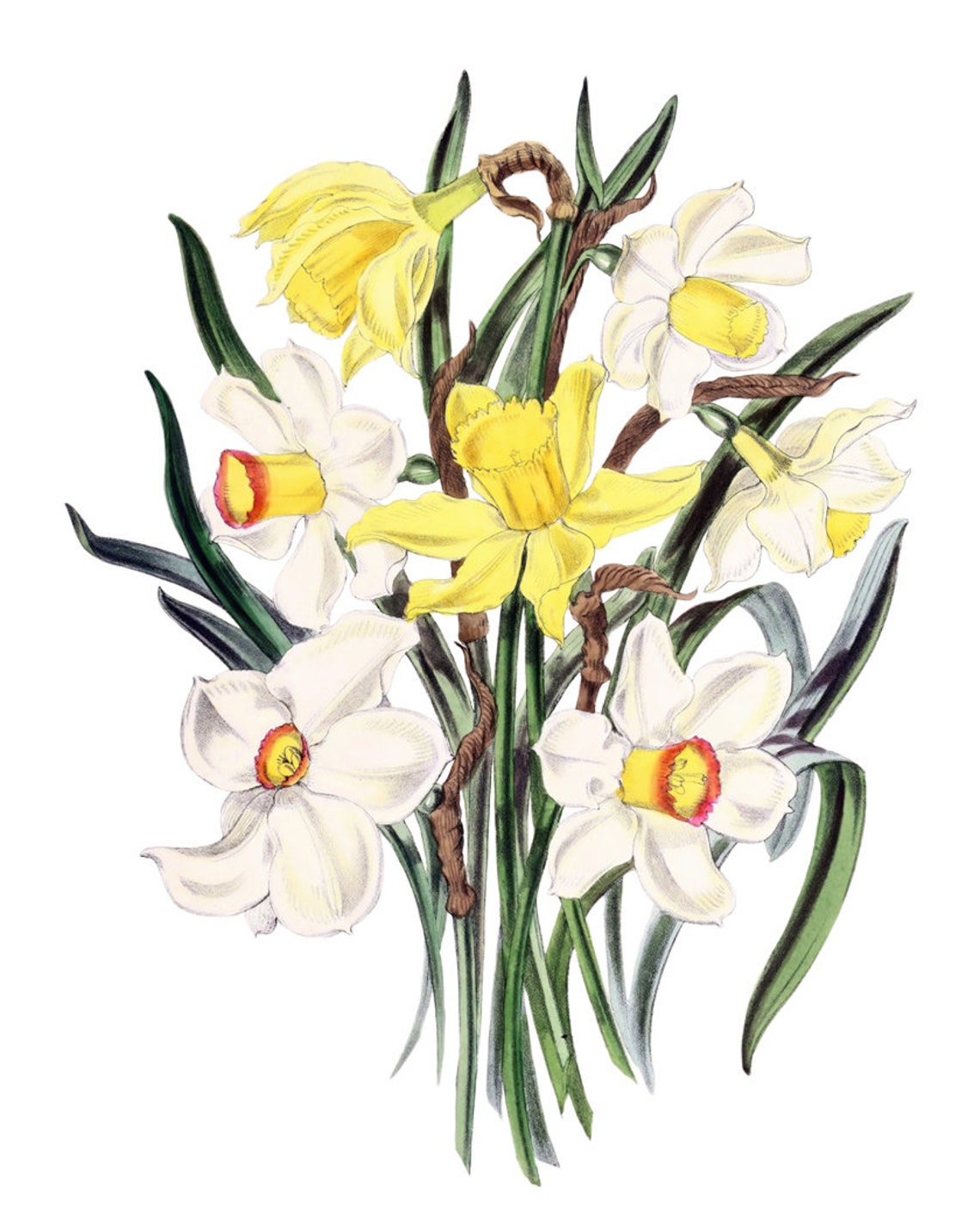 Bright Yellow and White Daffodils Classic Vintage Spring Flower Poster - Image 2