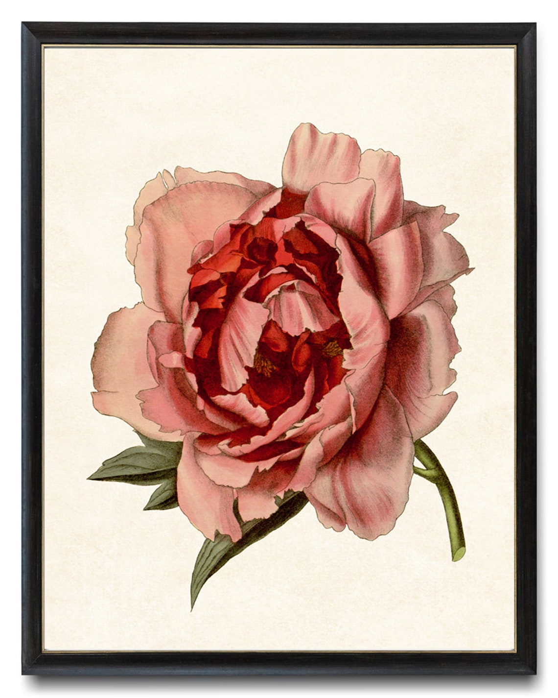 Pink Peony Close Up Antique Botanical Illustration Art Poster