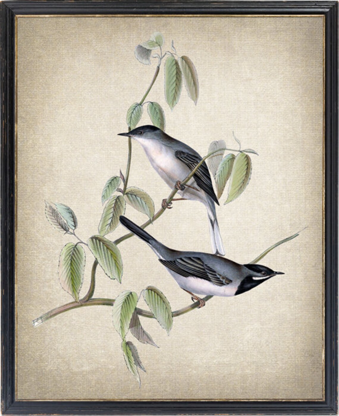 Ruppells Warbler Birds Vintage Natural History Bird Art Poster