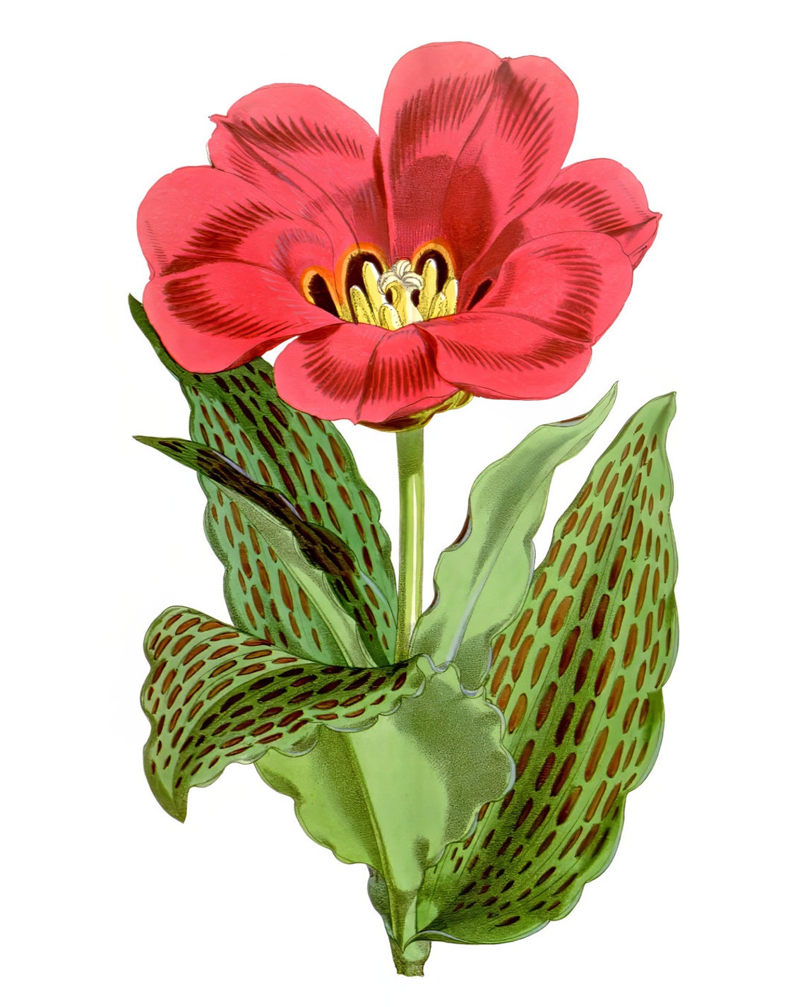 Red Tulip Vintage Botanical Illustration Spring Flower Poster - Image 2